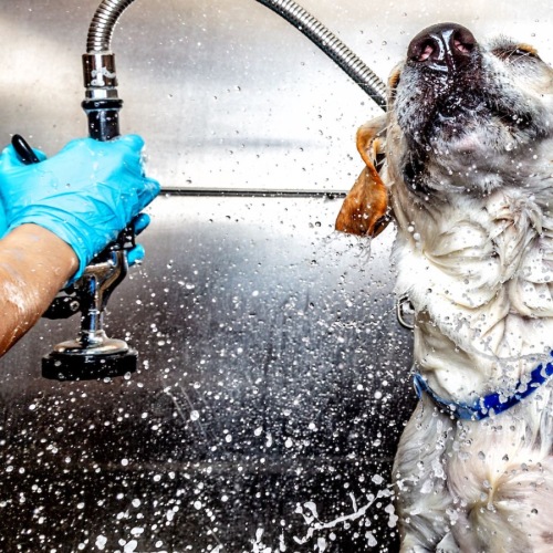 a person giving a dog a bath