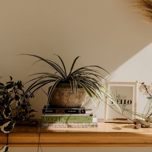 a dresser with plants on top